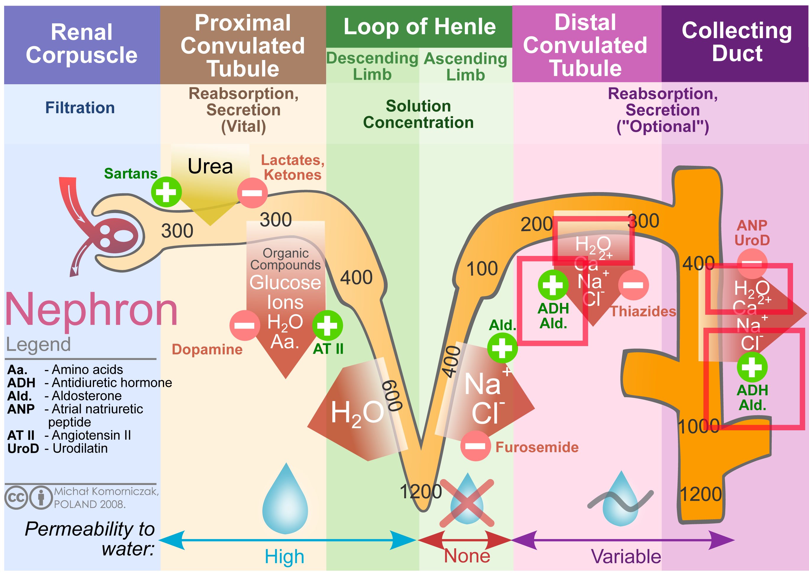 ADH on Nephron