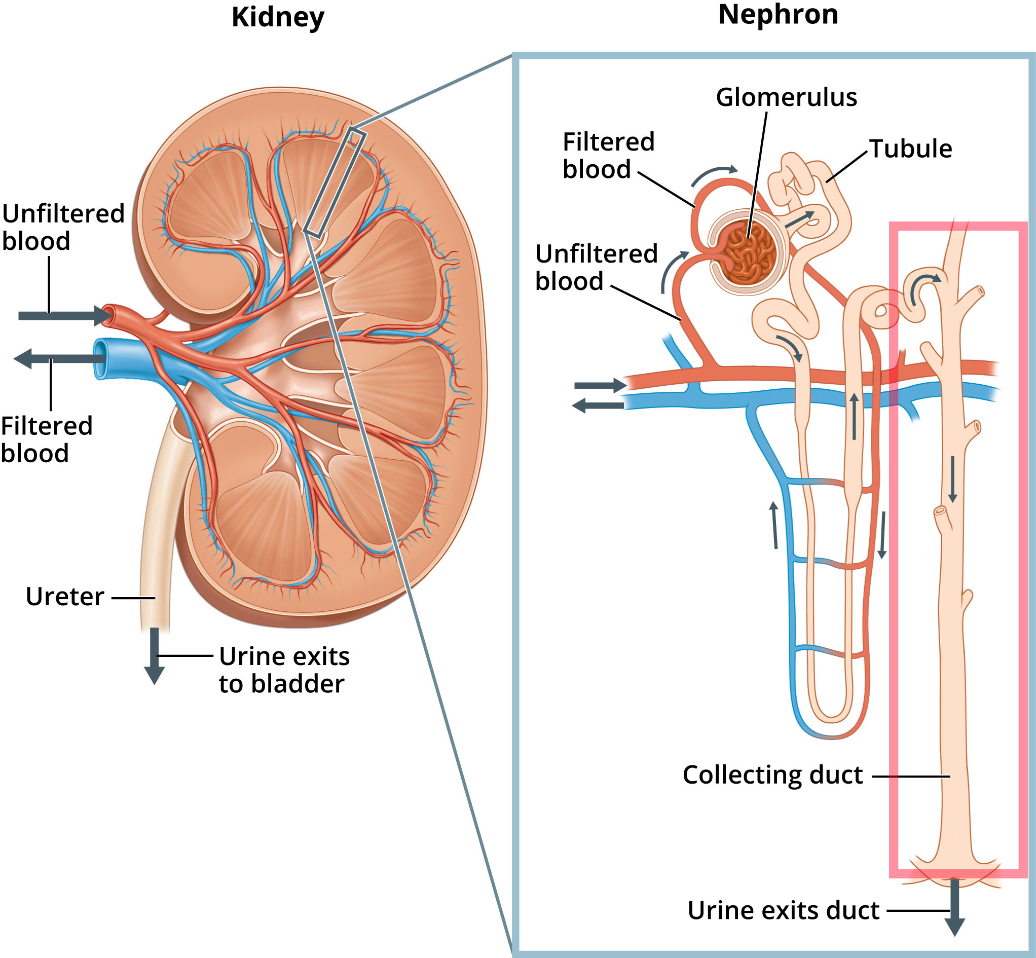 Kidney/Nephron