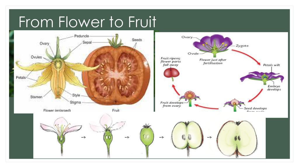 Flower to Fruit